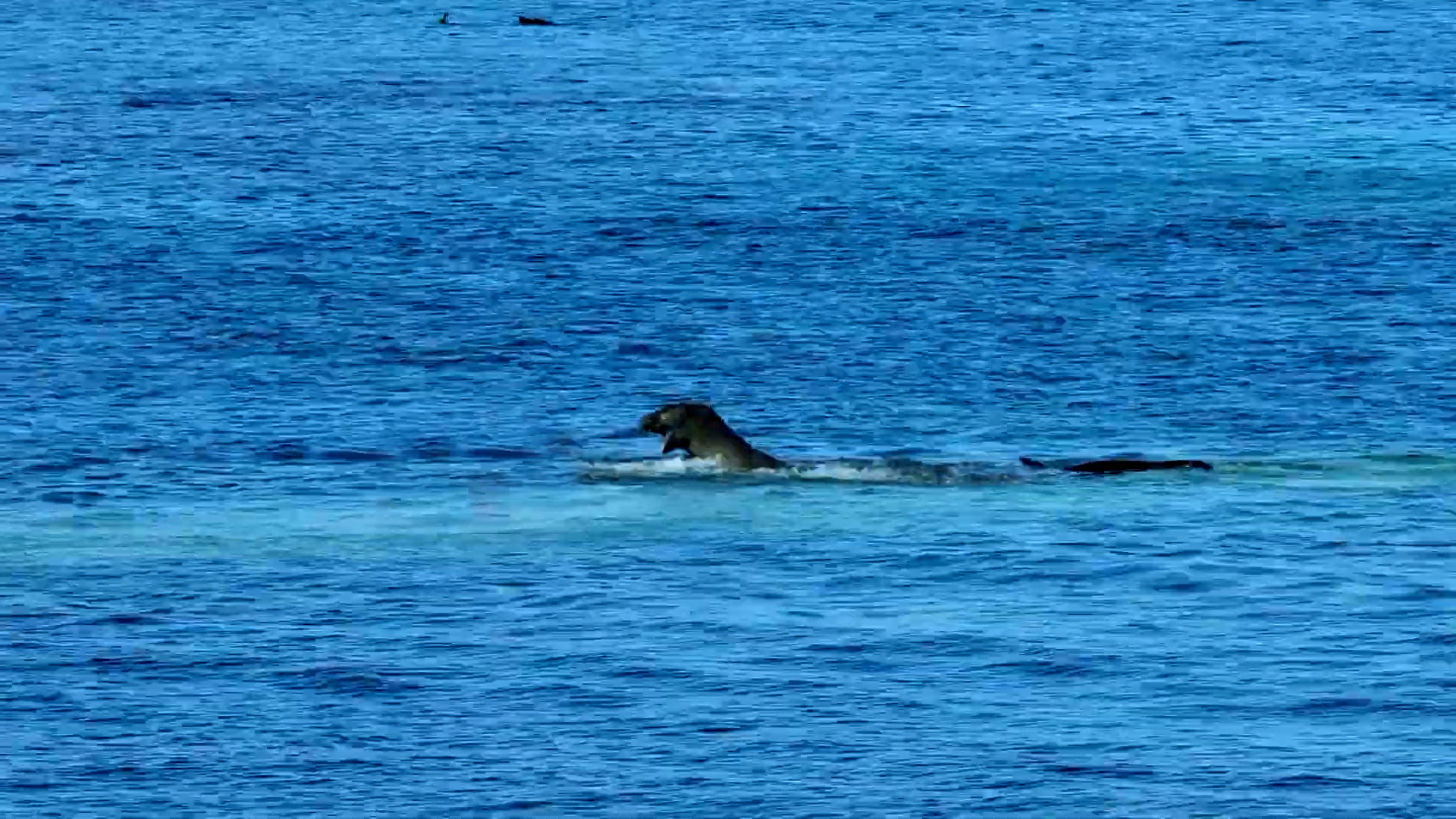 Turista enfrenta multas y cárcel tras atacar una foca monje en Hawái